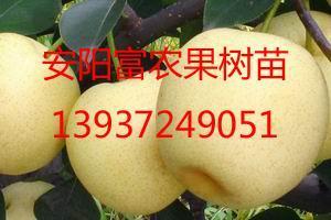 探访山东果树苗基地 从东营到聊城的绿意产业