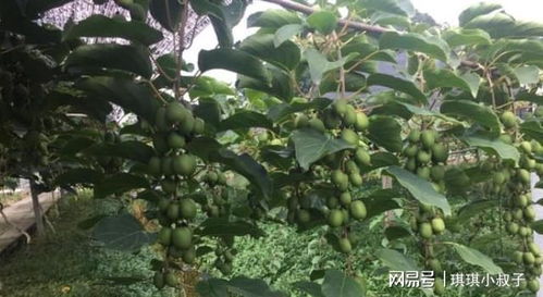 智慧果园主人的选择 为何少喝一顿酒也要种这棵果树？