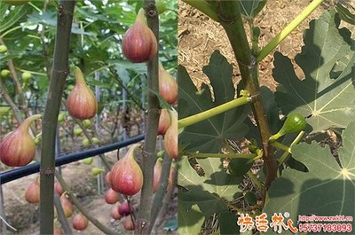 无花果树冬季防冻实用指南
